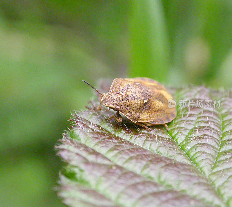 树盾虫(Neottiglossa pusilla)